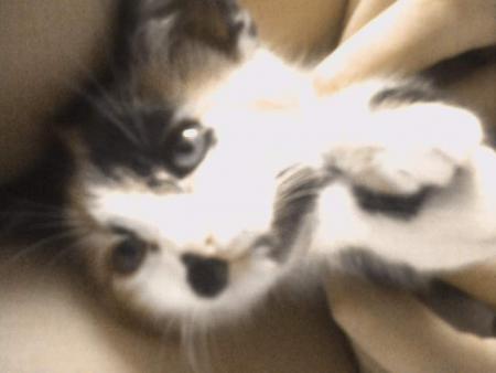 La chatte lol