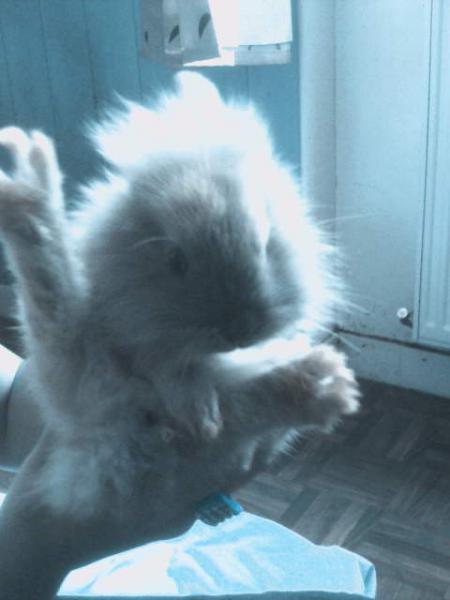 Lapinou